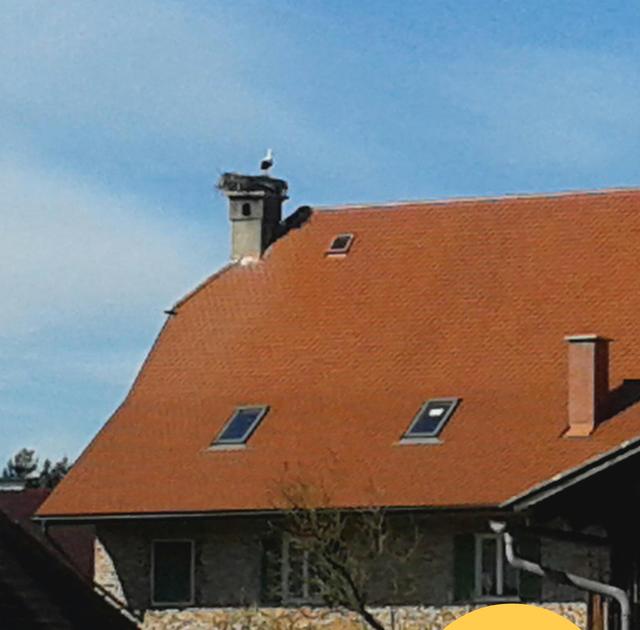 Der Frühling kann kommen! Der erste Storch landete in Mooskirchen beim Steghafner