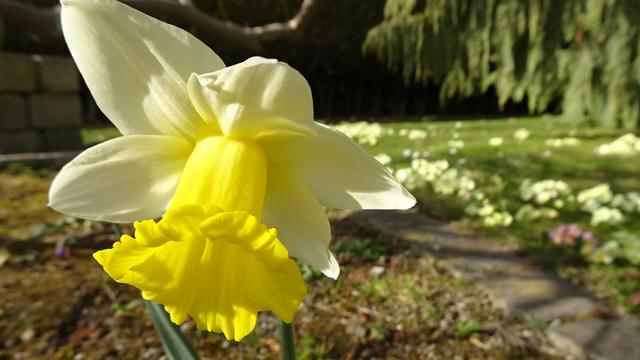 Titelbild: Erste Frühlingsgrüße aus dem Garten ...