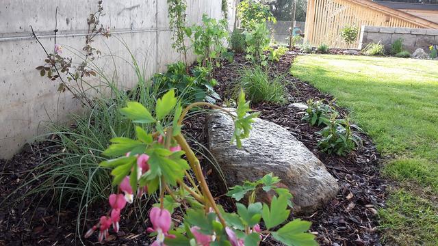 Ein Blumenbeet ohne Schädlinge und Schnecken.