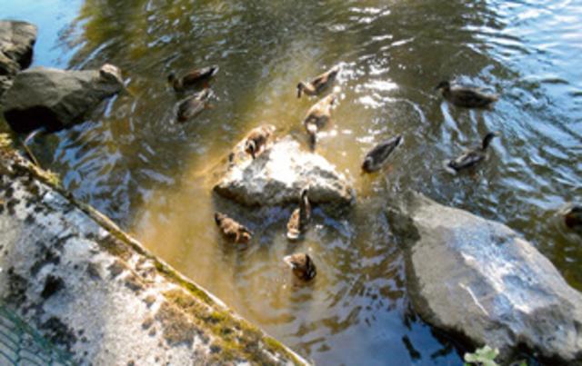 Gerade jetzt im März brüten die Enten entlang der Flüsse - daher die Bitte um Abstand.