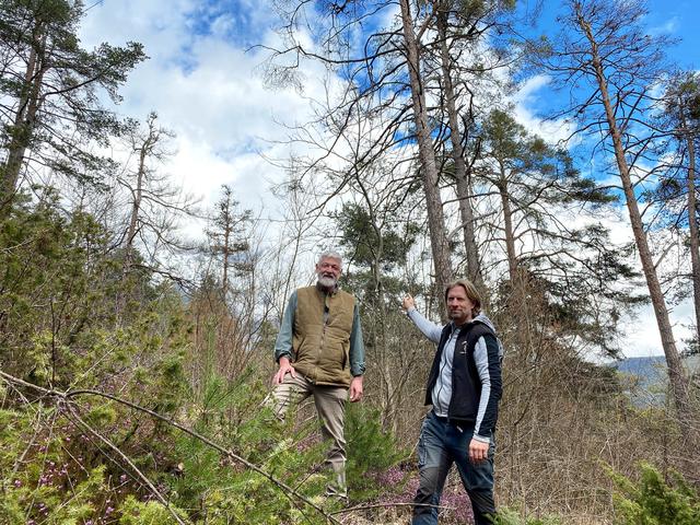 Dürre Bäume: Manche Waldteile bereiten Förster Reinhard Weiß und Waldaufseher Anton Rattacher einige Sorgen. | Foto: MG Telfs/Dietrich