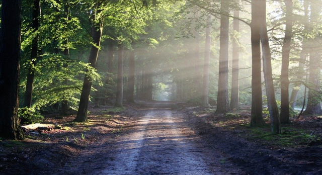 EIn 65-jähriger Oberkärntner, der nicht im Besitz eines jagdrechtlichen Dokumentes ist, hantierte in der aktuellen Schonzeit in den Reintaler Auen mit einem Jagdgewehr.