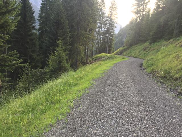 Eine Forststraße, nachdem sie wieder eingewachsen ist. Hier finden seltene Tiere und Pflanzen neuen Lebensraum.