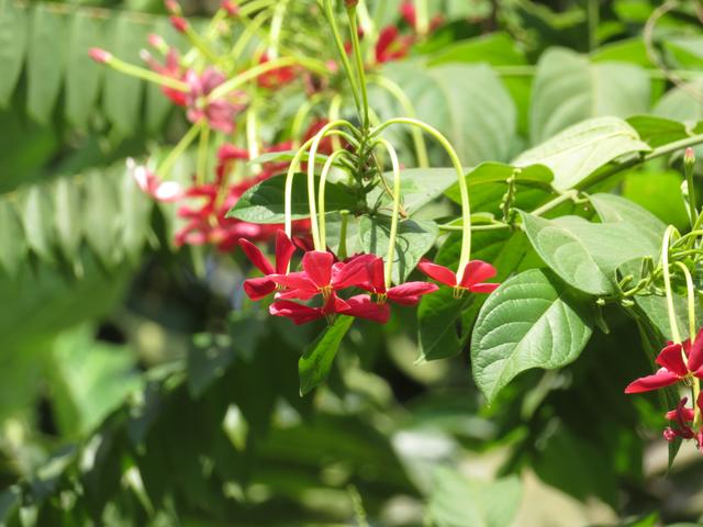 12.02.2020 auch viele Blumen gibt es hier