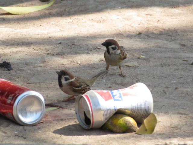 12.02.2020 die Menschen essen die Insekten und was bleibt für die Spatzen über ??
