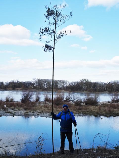 Mit einer Wuchshöhe von ca. 5,5 bis 6 Meter!