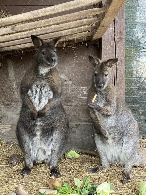 Keine Kängurus in Weppersdorf: "Die letzte Nachricht, die uns erreichte, war, dass die Tiere nun in Ungarn bleiben und später dann gruppenweise abgegeben werden." | Foto: Hof-Sonnenweide