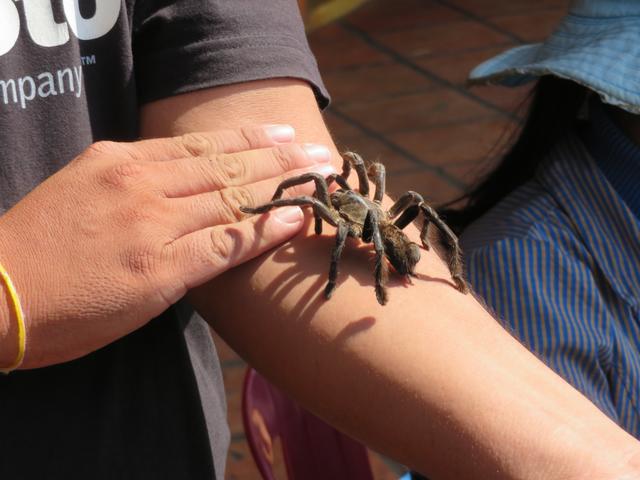 12.02.2020 lebende Vogelspinne