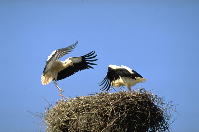 In Rust am Neusiedler See ist vor kurzem der erste Storch 2020 gelandet.