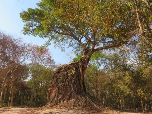 12.02.2020 im Norden Prasat Chrey (N18) hält der Baum den Tempel oder ist es umgekehrt ?