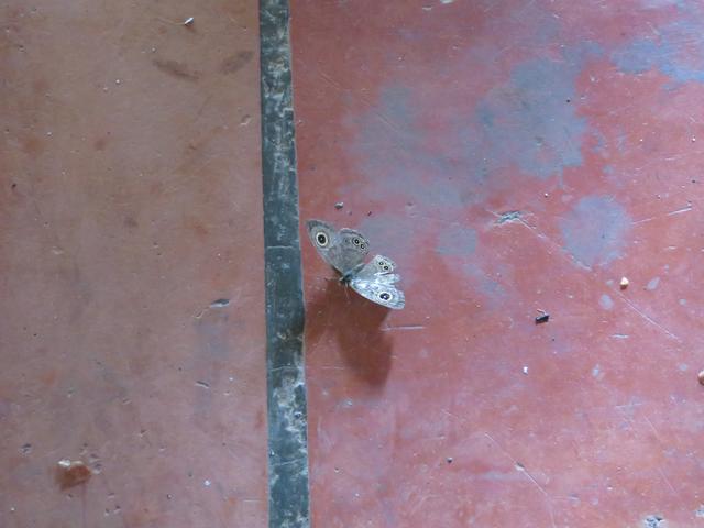 12.02.2020 auch Schmetterlinge sind zu sehen