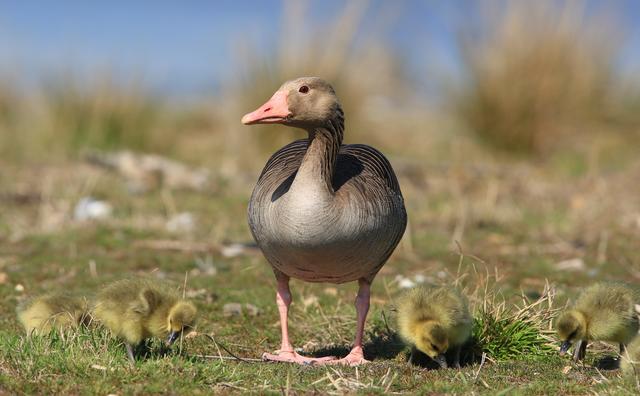 Im Frühjahr im Paradies an den Lacken im Nationalpark Neusiedler See-Seewinkel: Graugänse mit ihren frisch geschlüpften Gösseln