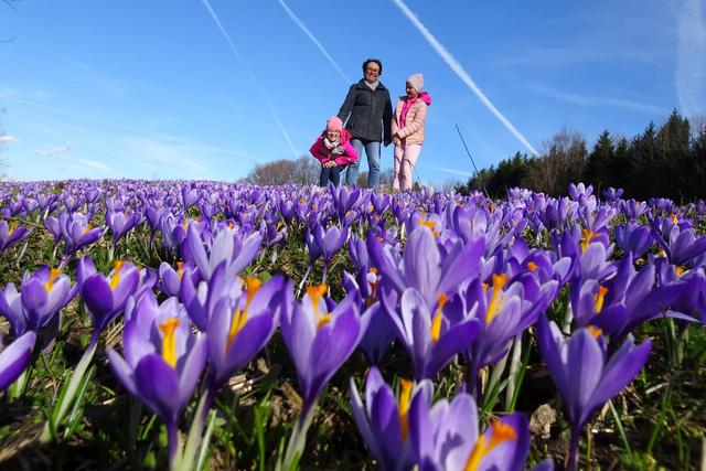 Gigi und ihre Enkelmädchen Lena und Julia sind von der herrlich blühenden Krokuswiese in Gresten begeistert.