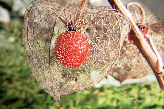 Physalis oder Lampionblume