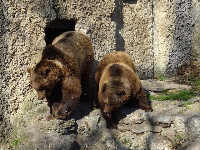 Salzburger Braunbären Blanca und Aragon haben vor einigen Tagen ihr Winterquartier verlassen. | Foto: Zoo Salzburg