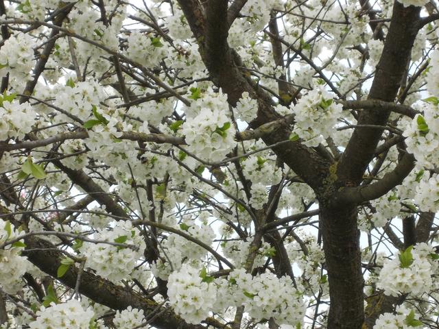 Von einem Baum, der noch in Blüte steht, musst du nicht schon Früchte erwarten.

Karl Ferdinand Gutzkow | Foto: Markus Wöhrer
