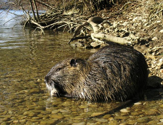 Die Biberratte an der Leitha
