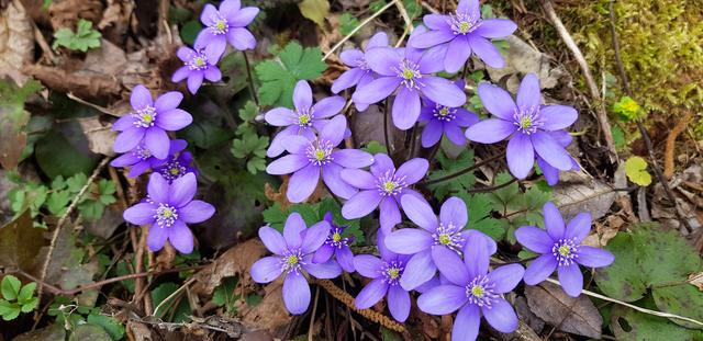 Leberblümchen