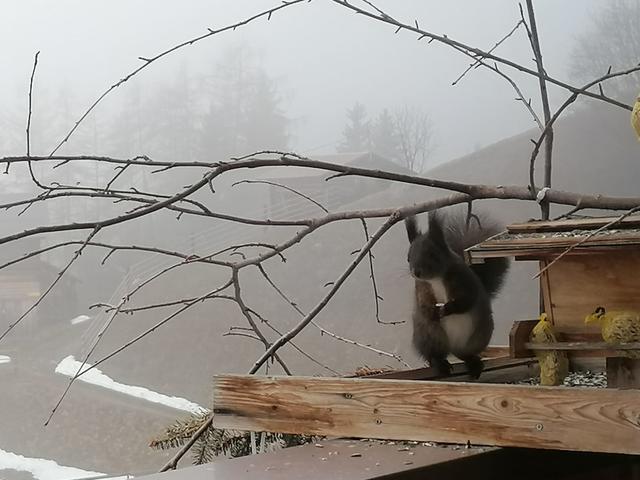 Täglicher Besuch am Balkon - Eichhörnchen halten sich scheinbar nicht an die Vermeidung sozialer Kontakte...