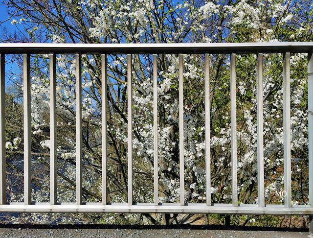 Frühling in Quarantäne