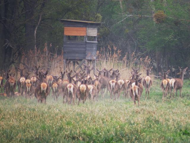 Auch Rehe fühlen sich hier wohl.