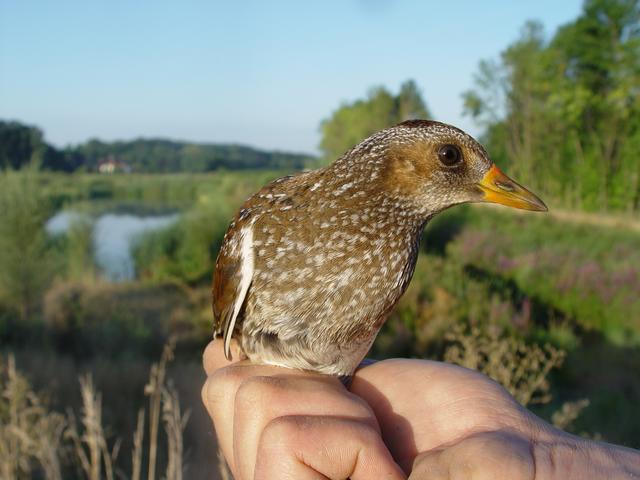 Zaya Lebensraum Vieler Tiere Mistelbach