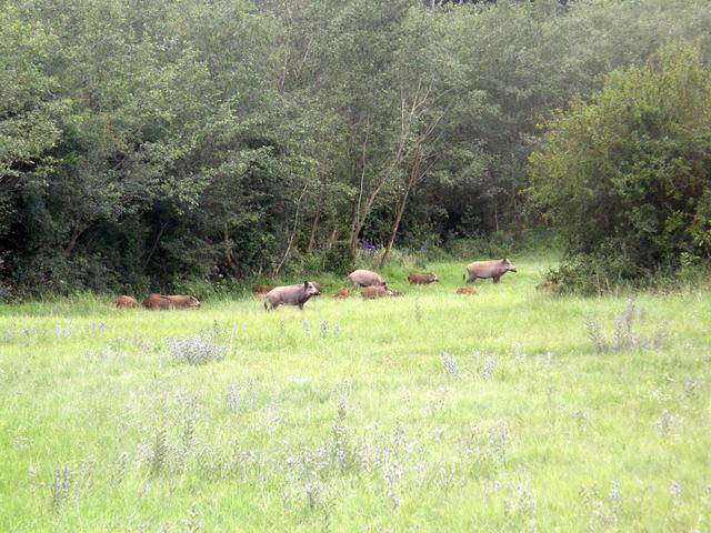 Wildschweine in den Auwäldern entlang der Schmida.