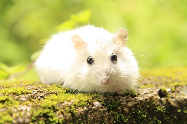 Hamstern tun nur Amateure. Und, naja... Hamster eben.