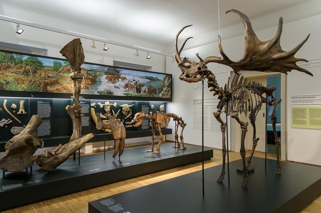 Das Naturkundemuseum Graz ist aktuell durch eine 360-Grad-Ausstellung zu erkunden.