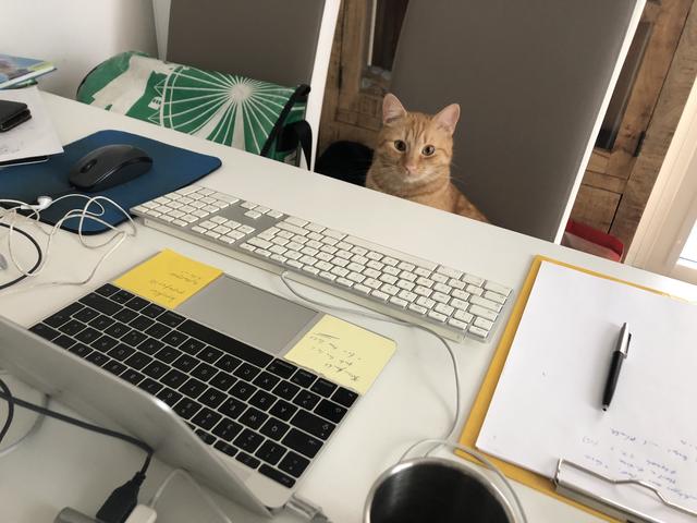 Mein tierischer Helfer Felix hält mich auf Trab – und versucht selbst, so manchen Artikel zu verfassen…