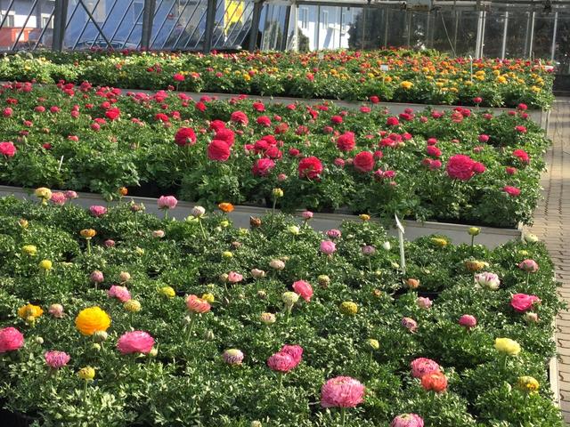 Blumen, die jetzt "raus" müssen.