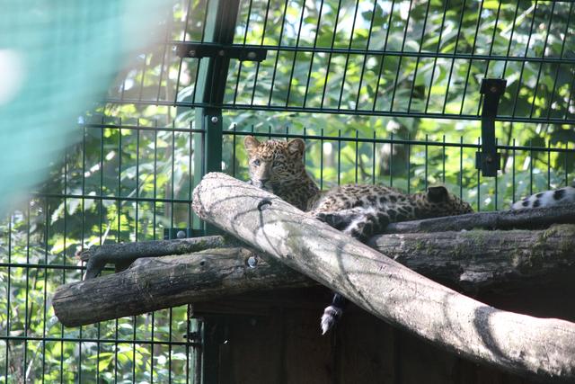 Bildergalerie Rundgang durch den Tierpark Stadt Haag Perg