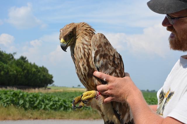 Erst im Mai 2019 wurde Adler Alois geschwächt aufgefunden und gesund gepflegt. Nun ist er tot.
