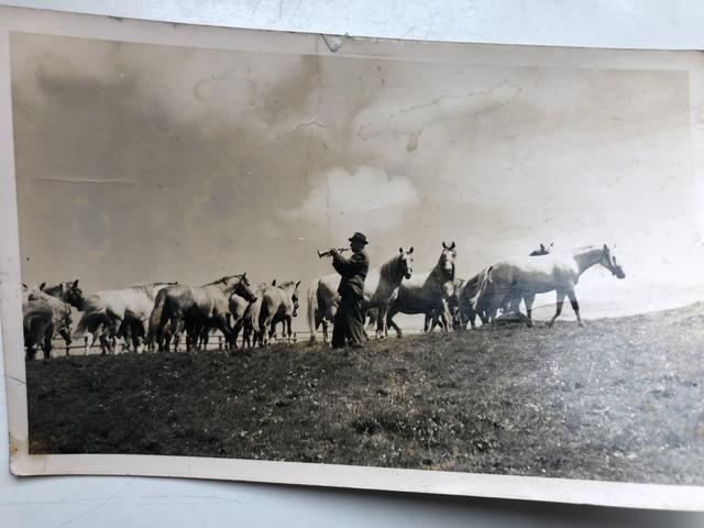 Lipizzaner-Stuten auf der Brendlalm (Bild 2)
