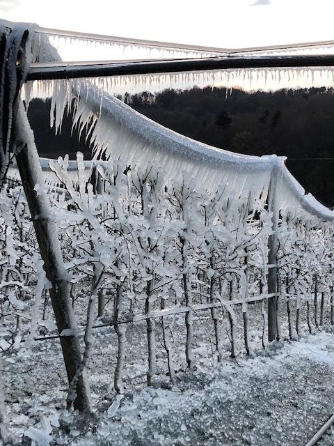 Auf manchen Flächen wurde in Kukmirn frostberegnet, um auf den Ästen einen schützenden Eispanzer entstehen zu lassen.