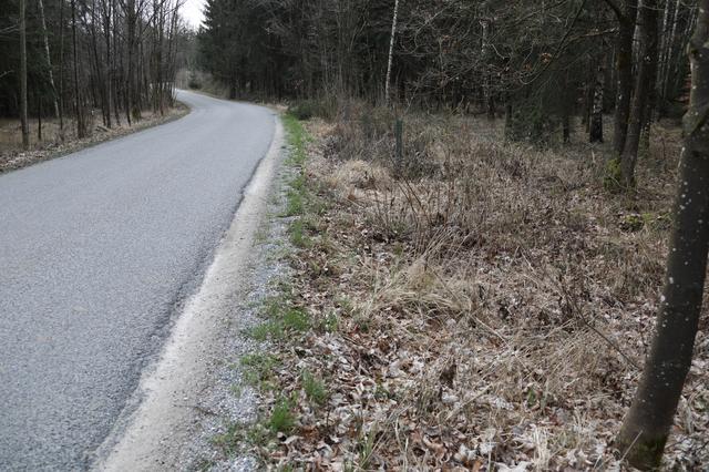 In diesem Waldstück kam es auf der Saagerstraße bei Edt zu einem folgenreichen Unfall.