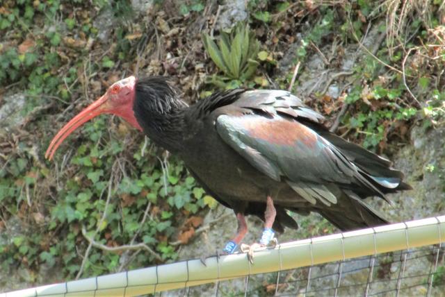 Ein Waldrapp am Kuchler Georgenberg.