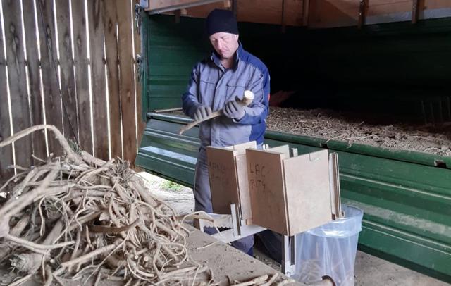 Bis der Kren essfertig am Tisch serviert werden kann, sind viele Arbeitsschritte notwendig. Zur Zeit läuft die Arbeit beim Krenbauern in Großklein auf Hochtouren. | Foto: KK