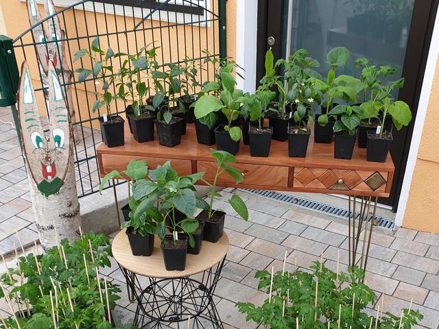 Melonen, Melanzani, Paradeiser, Chili ... alles, was das Herz begehrt.