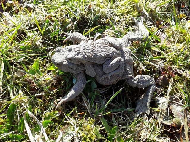 Bei der Laichwanderung tragen die weiblichen Kröten die kleineren Männchen oft am Rücken.