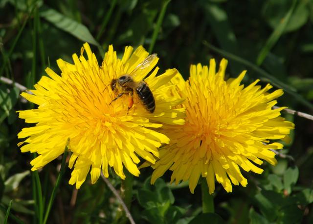 Leuchtend gelbe Blüten überall – der Löwenzahn war und ist eine bedeutende Heilpflanze. Er regt den gesamten Stoffwechsel an und es wird ihm eine hohe blutreinigende Wirkung nachgesagt.