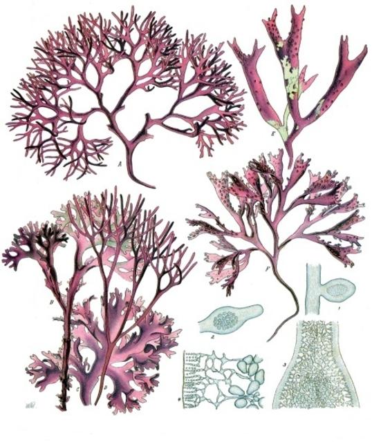 Knorpeltang (Chondrus crispus), Algenart zur Carrageenherstellung