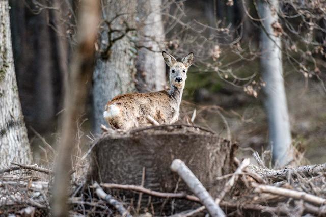 Neugierig blickt das Reh in Richtung Fotografen.