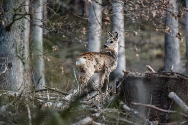 In Allerheiligen - Hötting sind die Rehe ganz nah zu sehen.