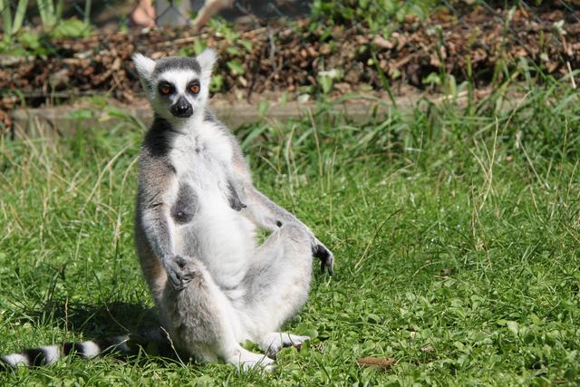 Der Katta "Weeky" wohnt mit drei weiteren Kattas in der Lemuren-Anlage. Lieblingsessen der Kattas sind Bananen, Rosinen und Heuschrecken. | Foto: Zoo Linz
