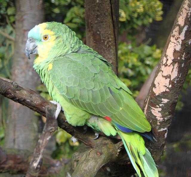 Der Blaustirnamazone "Ricco" wohnt in der "Vogelstraße" des Linzer Zoos und kann bis zu 80 Jahre alt werden. Er isst am liebsten Körner, Sämereien, Nüsse und Obst. | Foto: Zoo Linz