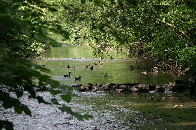 Zahlreich sind die Enten, die am Wienfluss dümpeln.