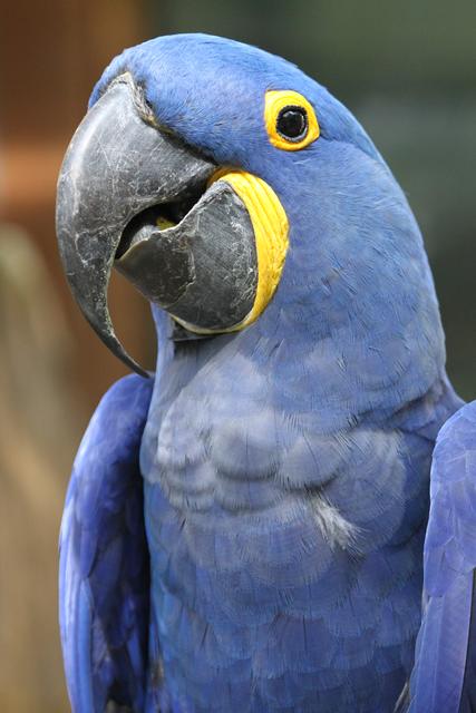 Die Papageien-Dame "Marina" wohnt mit ihrem Partner "Ricco" in der Vogelstraße. Wie ihre Verwandten im Amazonas bleiben Ara-Pärchen ein Leben lang zusammen. Ihr Lieblingsessen sind alle Arten von Nüssen.  | Foto: Zoo Linz