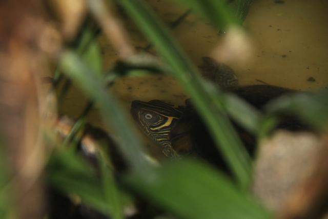 Die Mississippi-Höckerschildkröte "Balduin" wohnt erst seit wenigen Tagen im Linzer Zoo. 15 Jahre war sie in Privatbesitz, es war aber kein Platz für ein größeres Aquarium. Am liebsten isst sie Stinte, das sind etwa 15 cm große Fische. | Foto: Zoo Linz