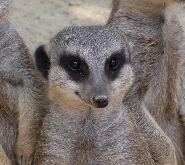 Das Erdmännchen "Tamir" ist Teil einer zehnköpfigen Gruppe und frisst am liebsten Insekten, Mäuse oder Küken. | Foto: Zoo Linz